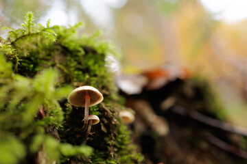 Tiny Mushrooms on Mossy Log Macro in Autumn Forest with Soft Bokeh