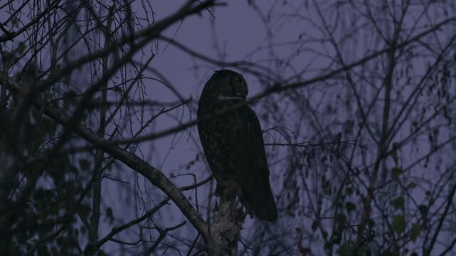 great horned owl hooting in the evening