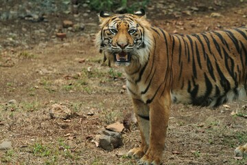 a sumatran tiger standing in a field looking at the camera
