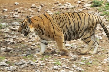 a bengal tiger wandering in the bushes while observing the surroundings