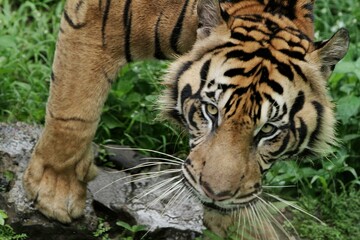 close up of a Sumatran tiger staring intently