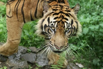 close up of a Sumatran tiger staring intently