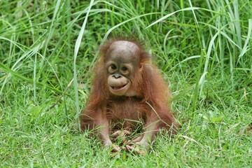 the happy expression of a little orangutan