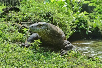 a Komodo dragon crawls out of a puddle