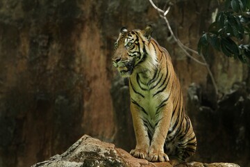 a Sumatran tiger standing on a rock while observing its surroundings
