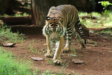 a Sumatran tiger wandering in the bushes while observing the surroundings