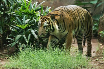 a Sumatran tiger wandering in the bushes while observing the surroundings