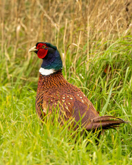 Cock pheasant in close up portrait. Walking amongst grass.