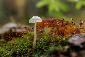Translucent Forest Mushroom Macro on Moss with Dew and Bokeh