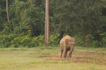 Majestic Elephant Roaming Freely in Lush Green Forest Surrounded by Vibrant Flora, Capturing the Essence of Wildlife and Nature’s Beauty