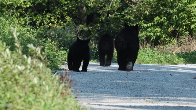 black bear sow and 2 cub take the trail together