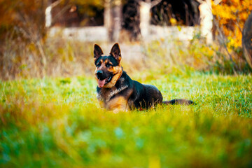 A German Shepherd dog is laying in the grass