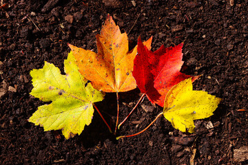 Green, orange, red and yellow individual leaves on a path of soil.