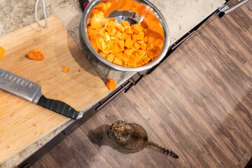 A Curious Cat Sitting Beside Chopped Veggies in the Kitchen Area