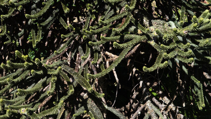 Close Up of Foliage on a Protected Monkey Puzzle Tree (Araucaria araucana) in Takone, Tasmania