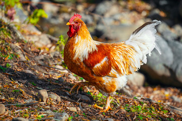A rooster is walking on a rocky ground