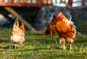Rooster and chickens are standing in a grassy field