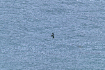 Fototapeta premium Pelagic Cormorant Swimming in Vancouver Harbour, at Vancouver, British Columbia, Canada.