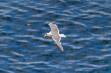Glaucous Winged Gull Over the Strait of Georgia Near Vancouver, British Columbia, Canada.