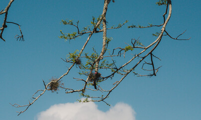 tree branches with a pink flower in a spring