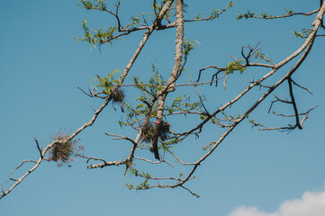 tree branches with a pink flower in a spring