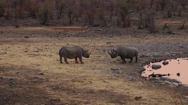 Black Rhinoceros or Hook-lipped Rhinoceros - Diceros bicornis two rhinos fight in evening duel near waterhole, large animal native to eastern and southern Africa during the dark evening. 