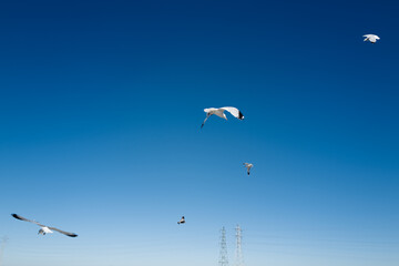 Birds in the wind