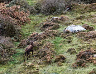 Lonely red deer stag during the rut in County Donegal, Ireland
