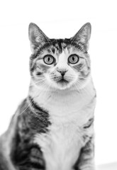 Obraz premium Calico Cat posing for the camera