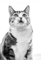 Obraz premium Calico Cat posing for the camera