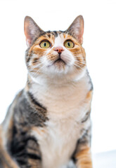 Calico Cat posing for the camera