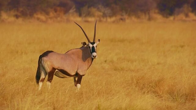 Gemsbok or South African oryx - Oryx gazella walks on the sandy red dunes of Namib Desert, large antelope with long horns endemic to dry regions of Botswana, Namibia, South Africa and Zimbabwe.