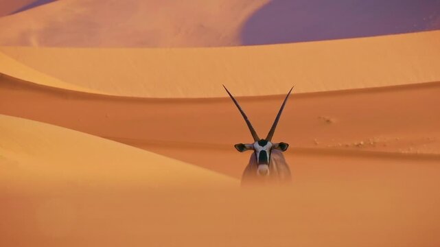Gemsbok or South African oryx - Oryx gazella walks on the sandy red dunes of Namib Desert, large antelope with long horns endemic to dry regions of Botswana, Namibia, South Africa and Zimbabwe.