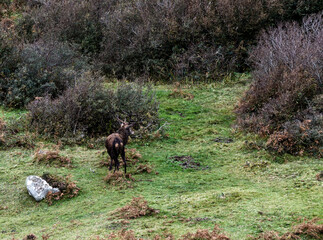 Lonely red deer stag during the rut in County Donegal, Ireland