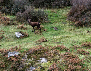 Lonely red deer stag during the rut in County Donegal, Ireland