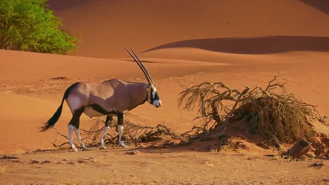 Gemsbok or South African oryx - Oryx gazella walks on the sandy red dunes of Namib Desert, large antelope with long horns endemic to dry regions of Botswana, Namibia, South Africa and Zimbabwe.