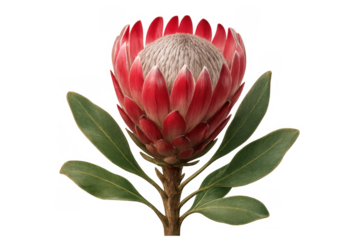 King protea flower with red petals and green leaves, symbolizing beauty and exotic flora, transparent background
