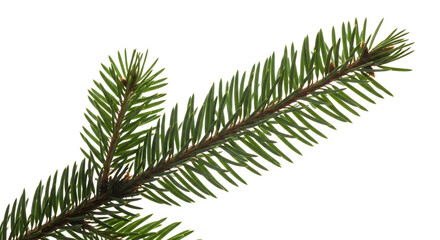 Closeup of a green pine tree branch with needles isolated on transparent background