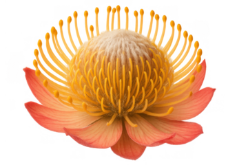 Leucospermum pincushion protea flower isolated, featuring vibrant yellow and orange petals, showing botanical detail