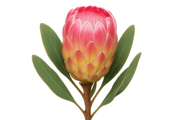 King protea flower presenting its vibrant pink and yellow bracts, a symbol of beauty and diversity, transparent background
