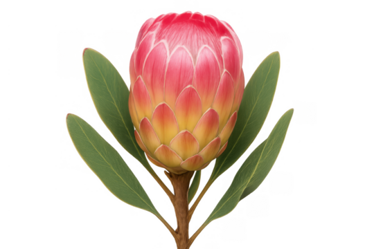 King protea flower presenting its vibrant pink and yellow bracts, a symbol of beauty and diversity, transparent background