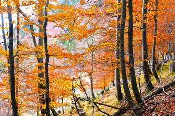 Orange leaves of beech trees in a deciduous, broadleaf forest