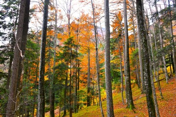 Mixed conifer and broadleaf forest with deciduous beech trees in orange autumn foliage