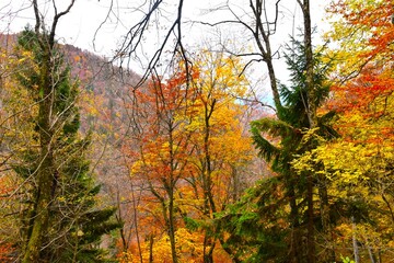 Yellow and brown autumn foliage in a temperate, deciduous, broadleaf forest with mixed evergreen conifer trees