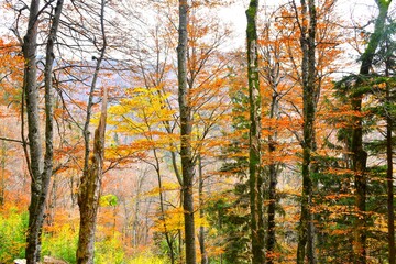 Autumn beech (Fagus sylvatica) forest with yellow and orange foliage