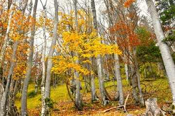Yellow autumn foliage of a sycamore maple tree in a beech forest