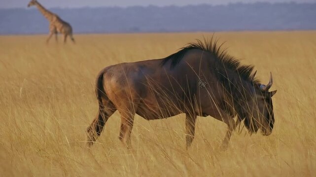 Blue wildebeest Connochaetes taurinus also Common wildebeest, White-bearded or Brindled gnu, large antelope in savannah, living in herd and drink in water hole in dry Namibia.
