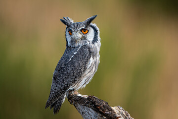 White-faced owl on a log standing during the day