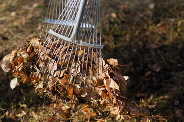 Raking fallen leaves into a pile with a garden rake. Autumn lawns cleaning.