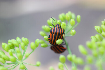 Striped black red bug (Graphosoma lineatum). Natural closeup on the colorful red striped bug, Graphosoma italicum sitting on a dill. Garden flora and fauna